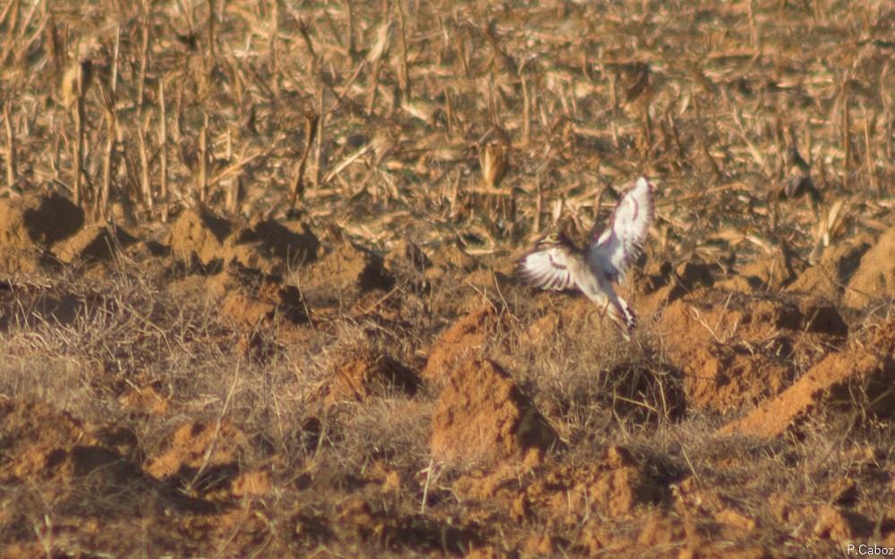 Eurasian Thick-knee - Pedro Caboz