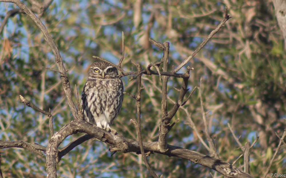 Little Owl - ML75256051