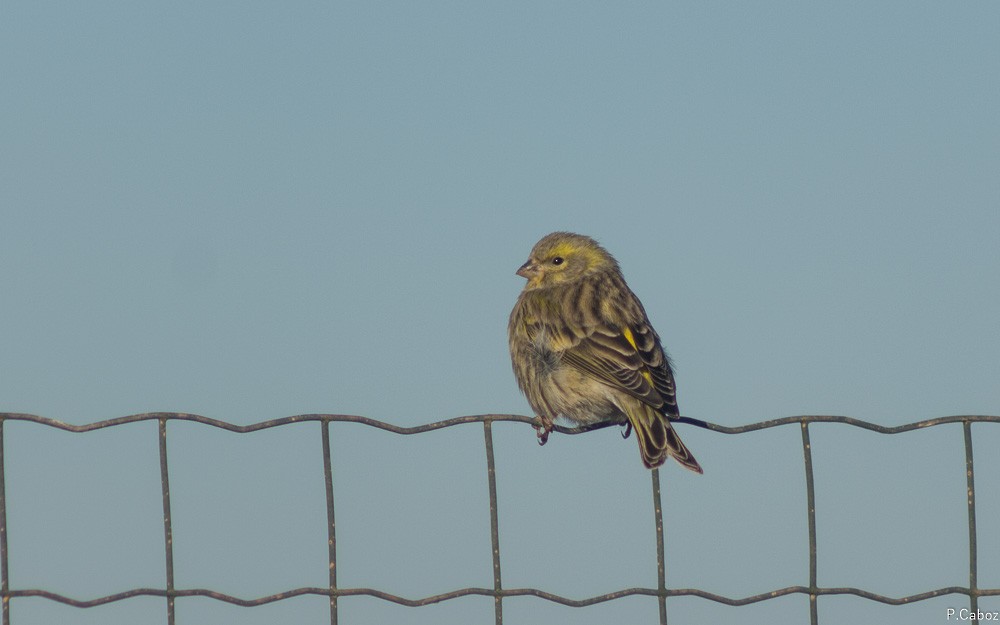 European Serin - ML75256241