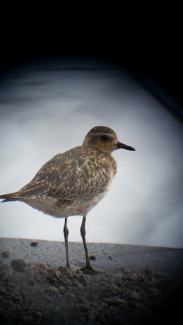 Pacific Golden-Plover - Eugene Hunn