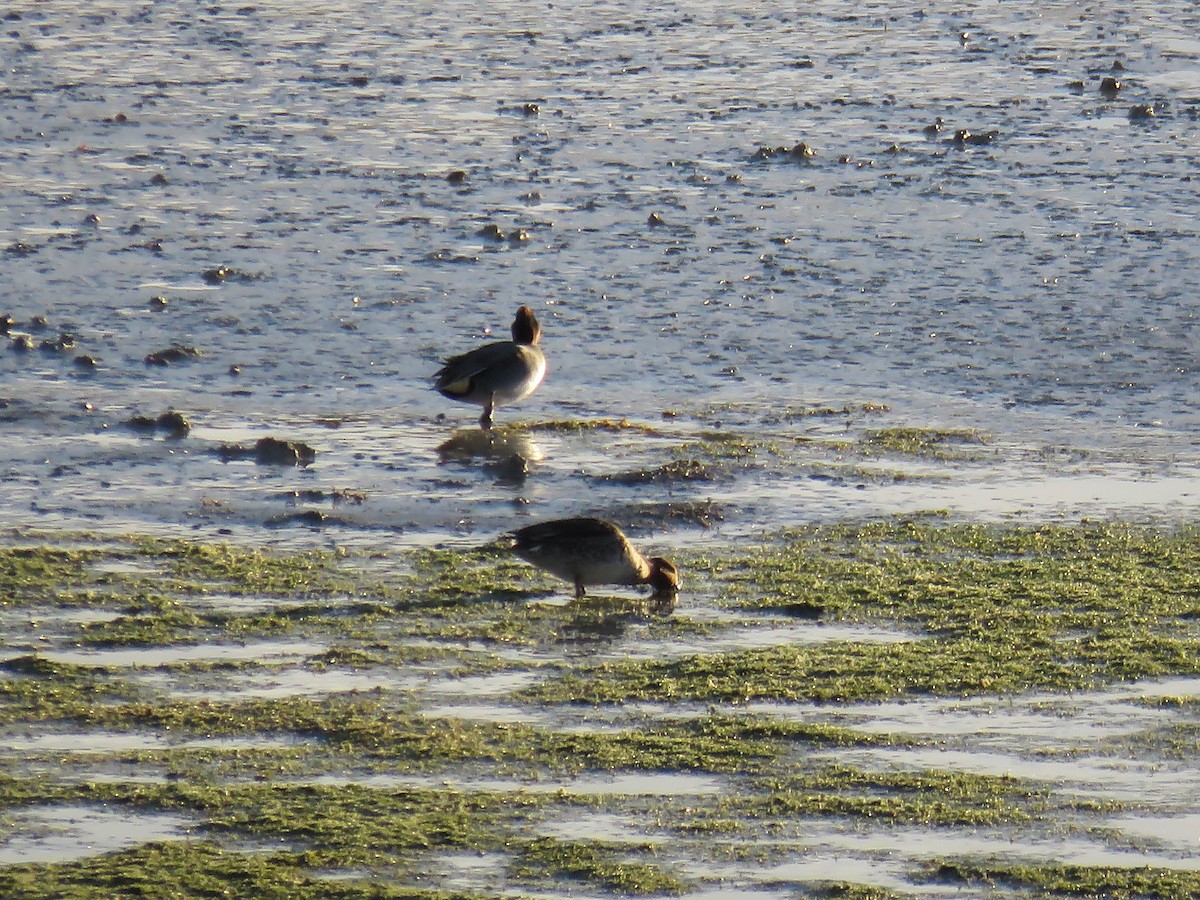 Green-winged Teal - ML75257861