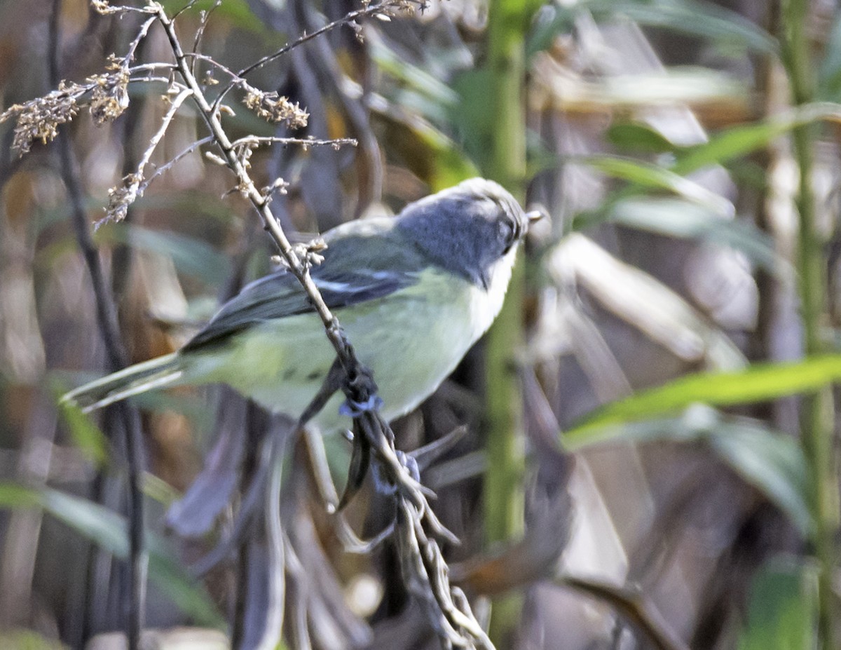 Bell's Vireo - ML75257971