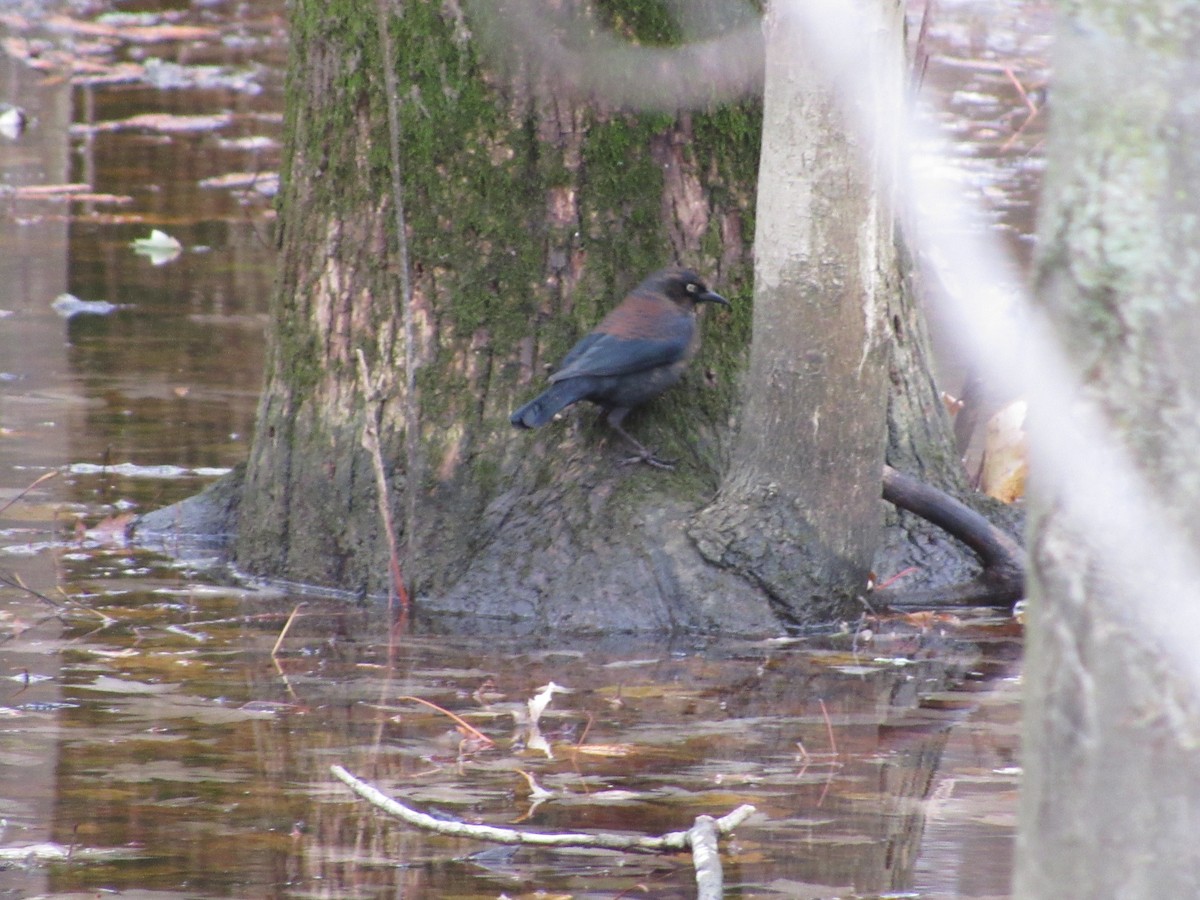 Rusty Blackbird - ML75261301