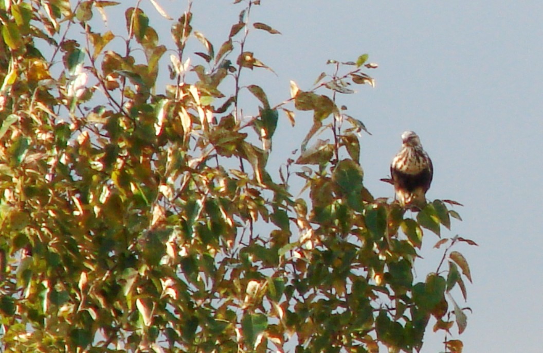 Rough-legged Hawk - ML75261861