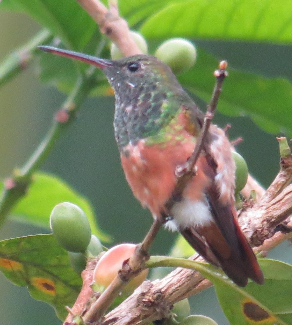 Chestnut-bellied Hummingbird - Peter Colasanti