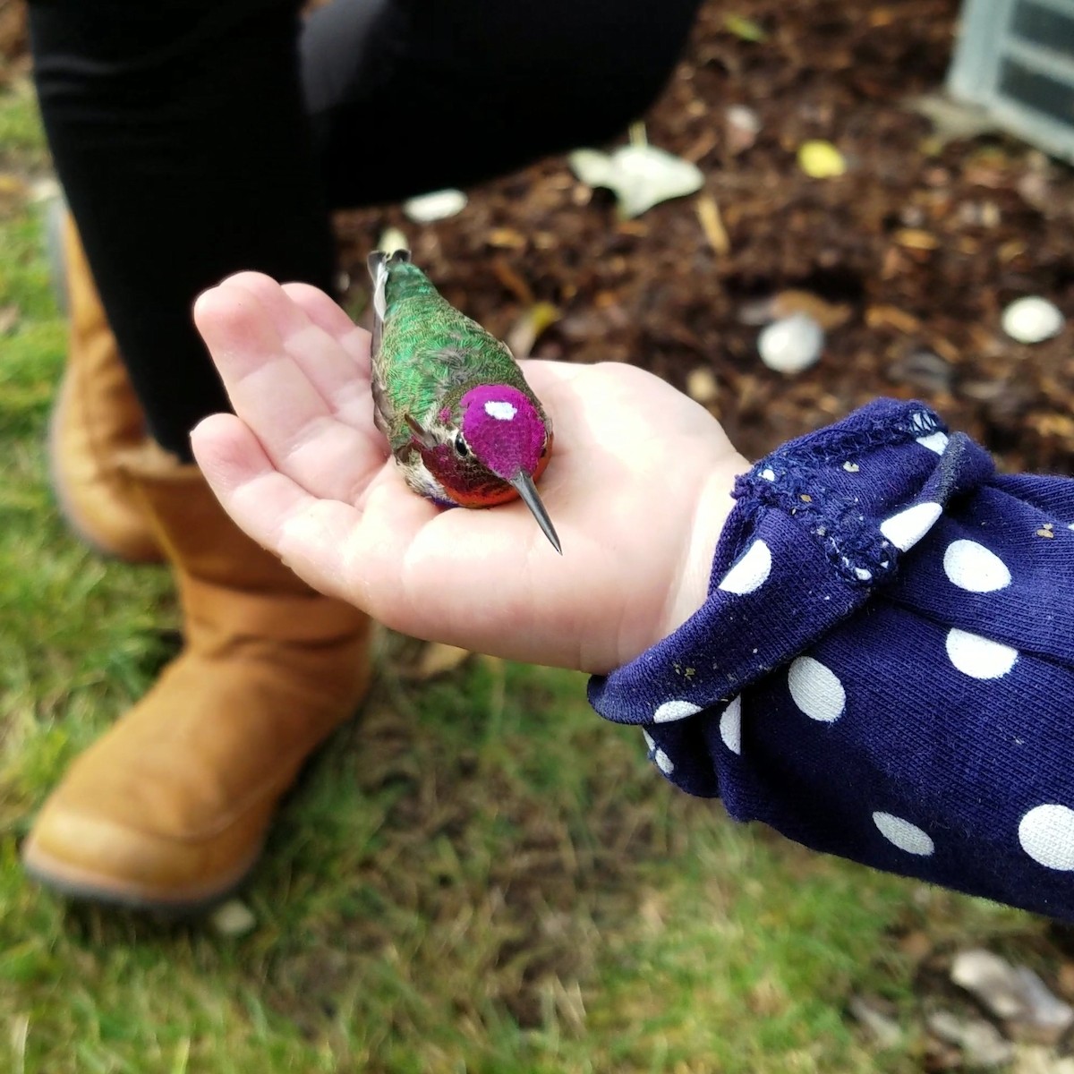 Anna's Hummingbird - ML75265821