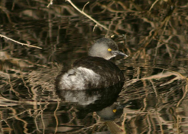 Least Grebe - ML75268751