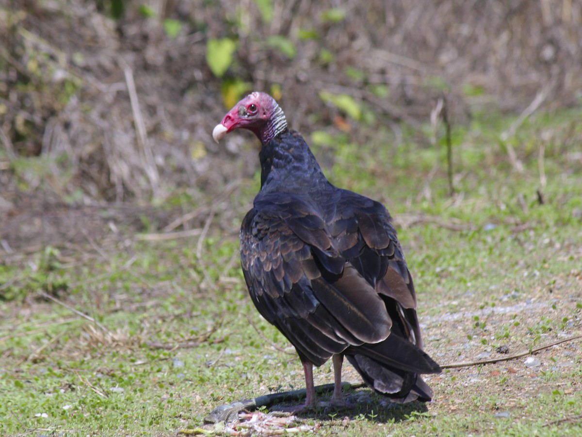 Urubu à tête rouge - ML75269841