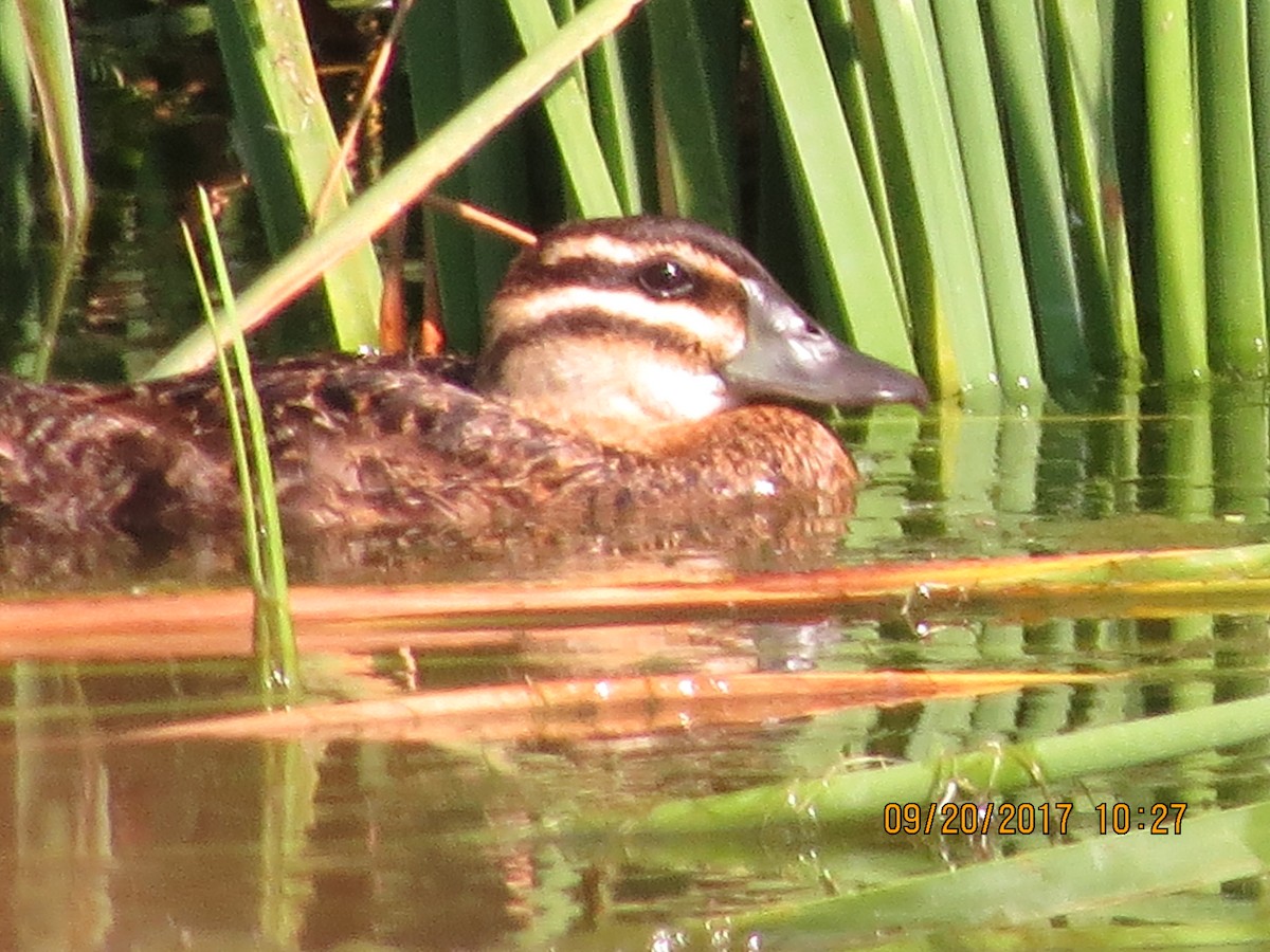 Masked Duck - Laura Bunton - CC