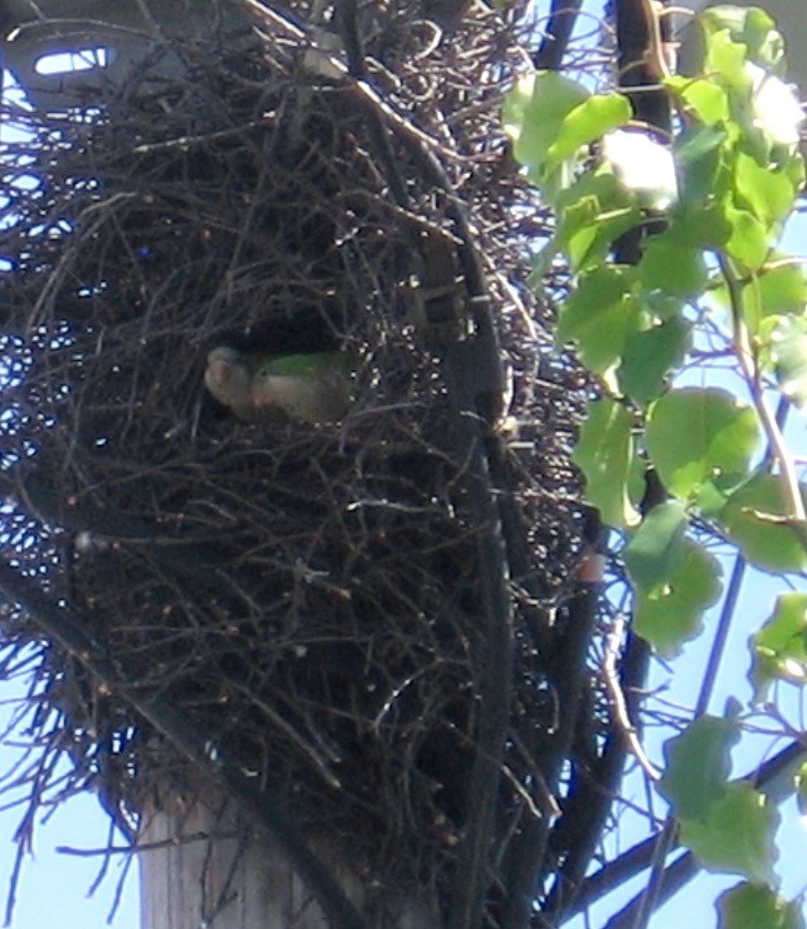 Monk Parakeet - ML75271141