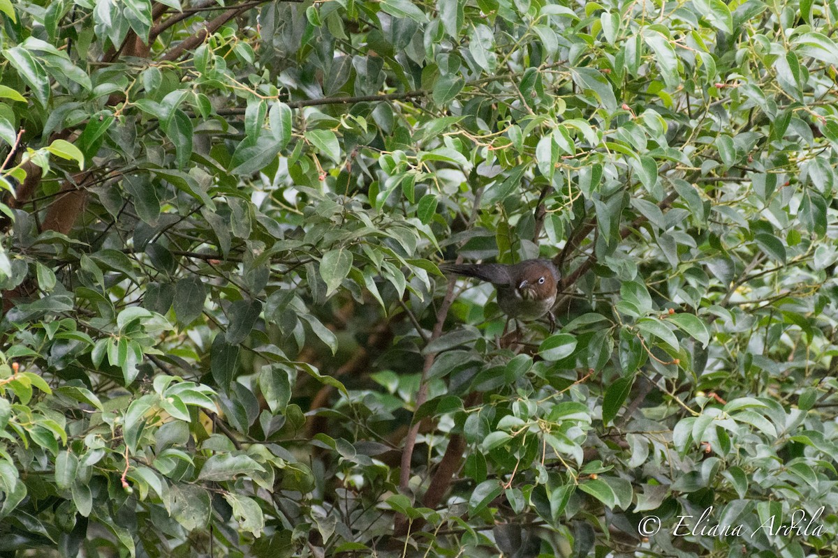 White-eyed Thrush - Eliana Ardila Kramer | Birding By Bus