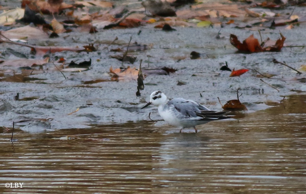 Falaropo beccolargo - ML75271791