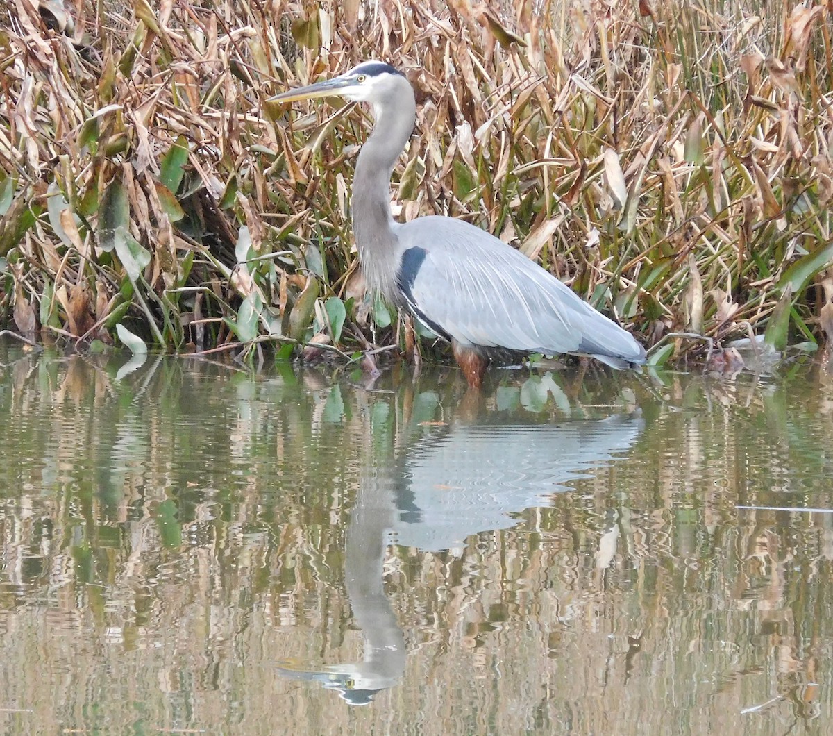 Great Blue Heron - ML75274141