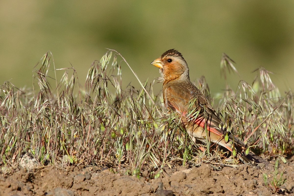 Crimson-winged Finch (African) - ML75275561