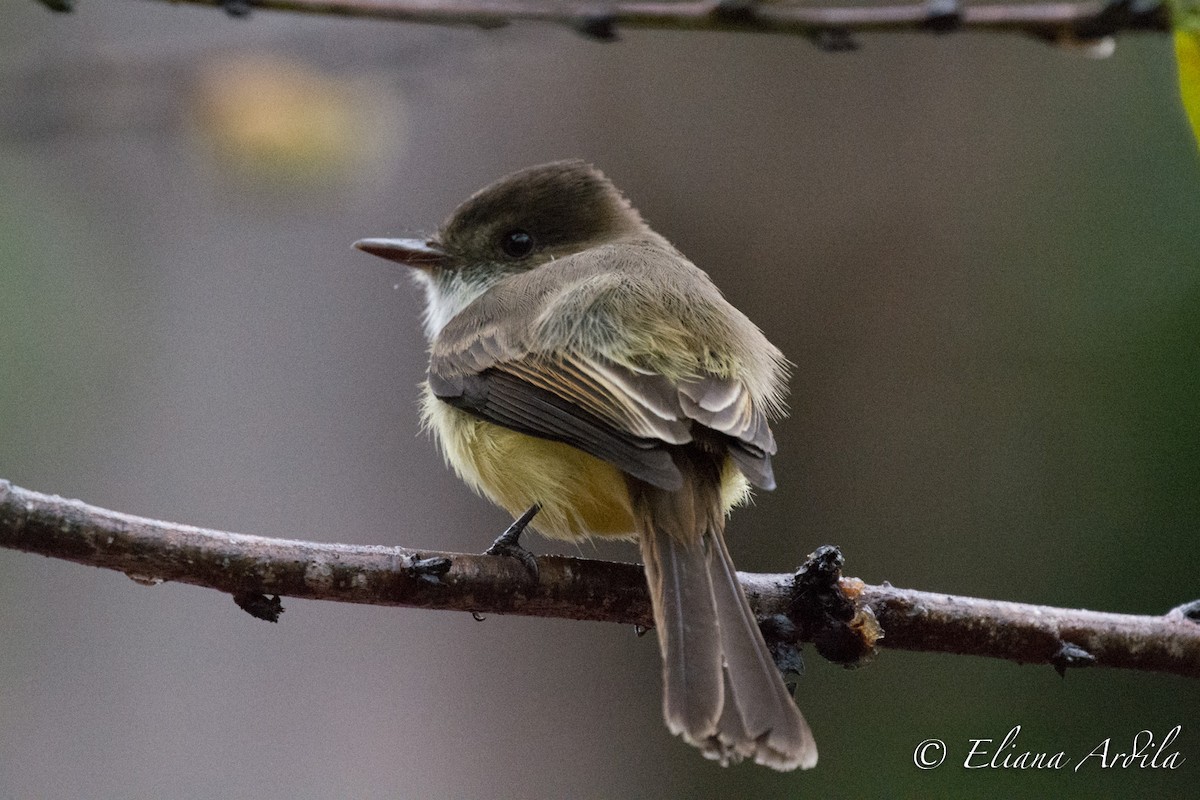 Sad Flycatcher - Eliana Ardila Kramer (Birding By Bus)