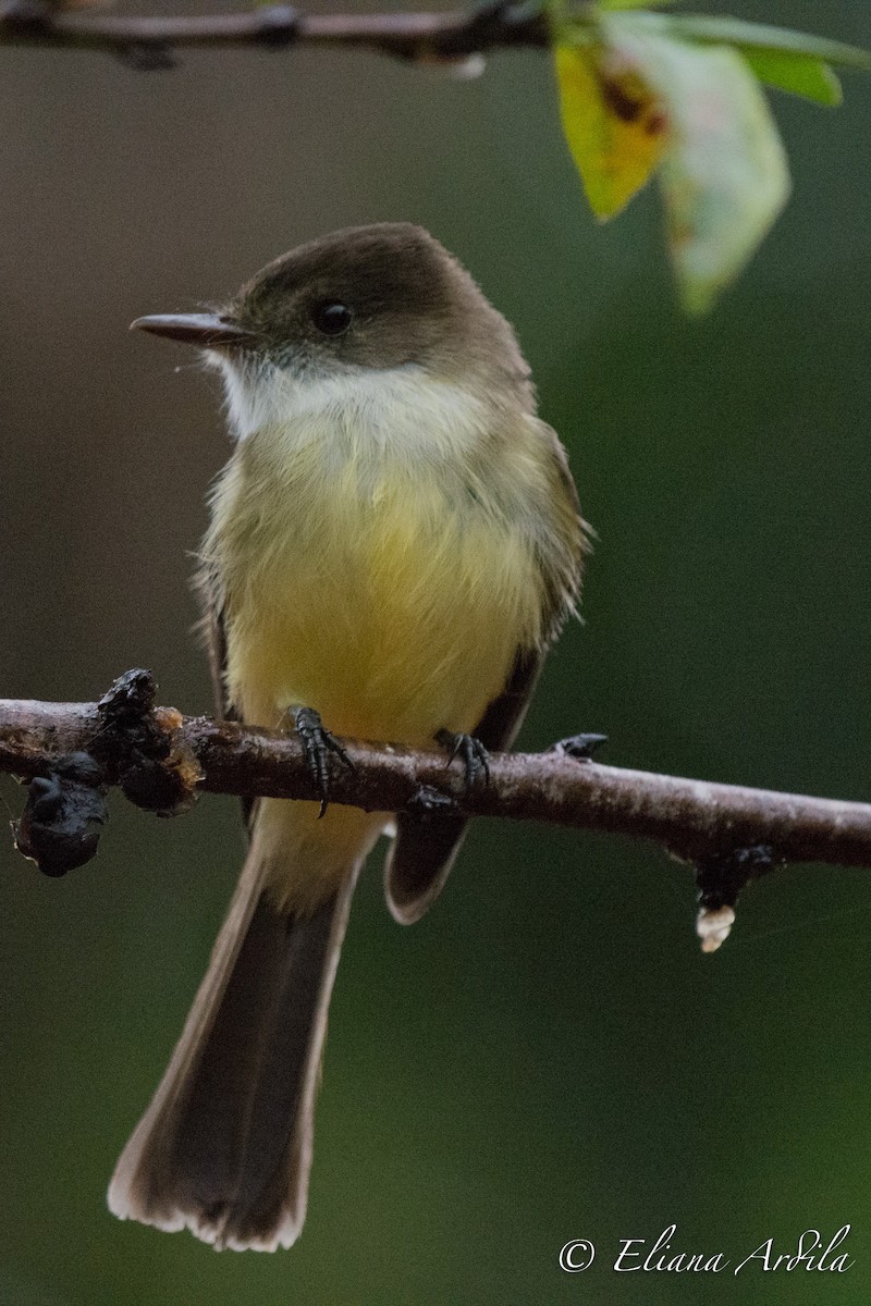 Sad Flycatcher - Eliana Ardila Kramer (Birding By Bus)