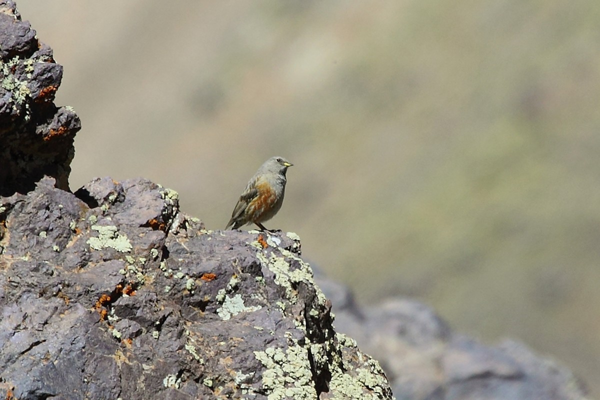 Alpine Accentor - ML75276611