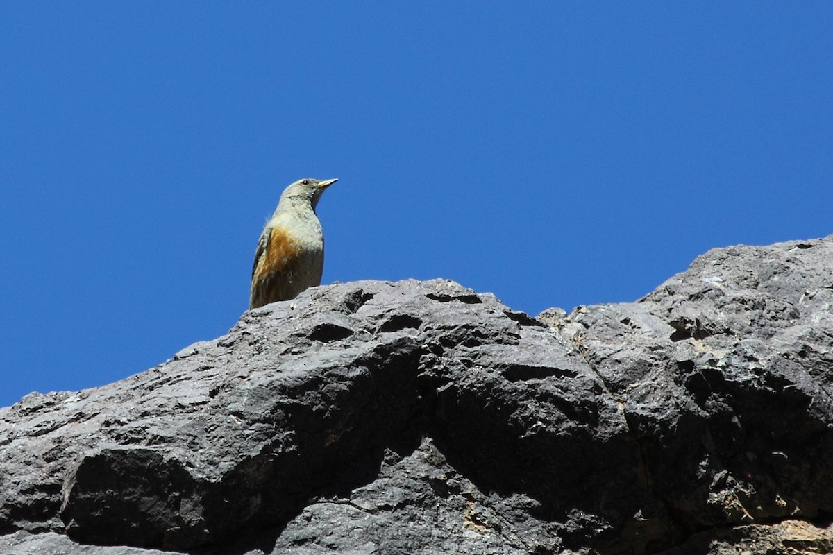 Alpine Accentor - António Gonçalves