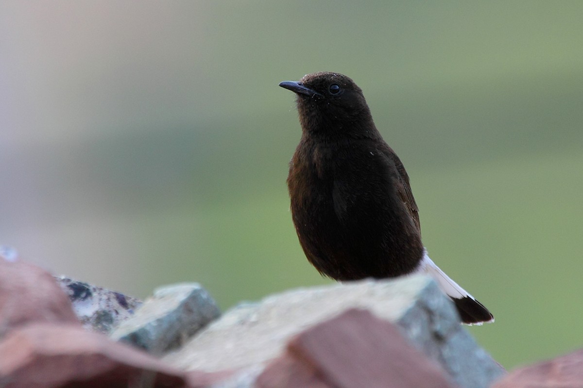 Black Wheatear - ML75277011