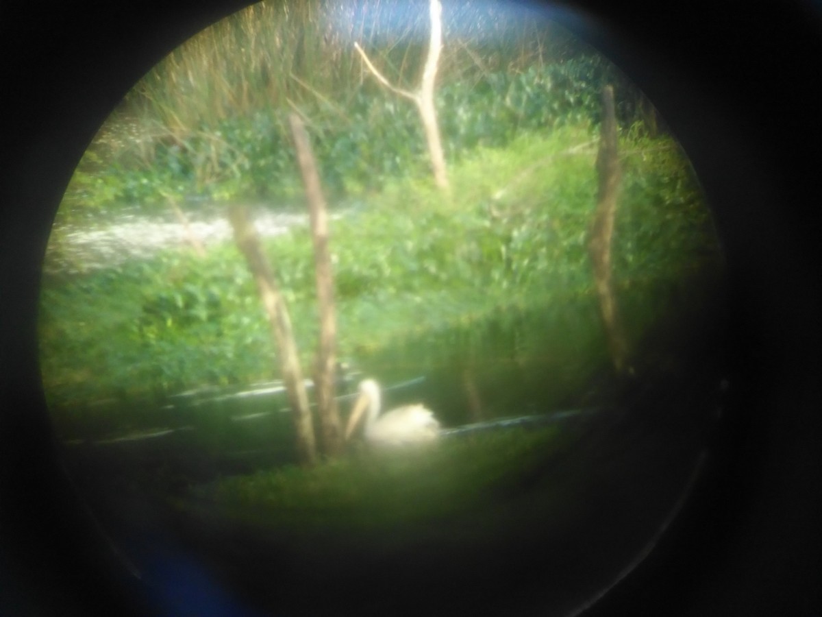pelikán severoamerický - ML75277071