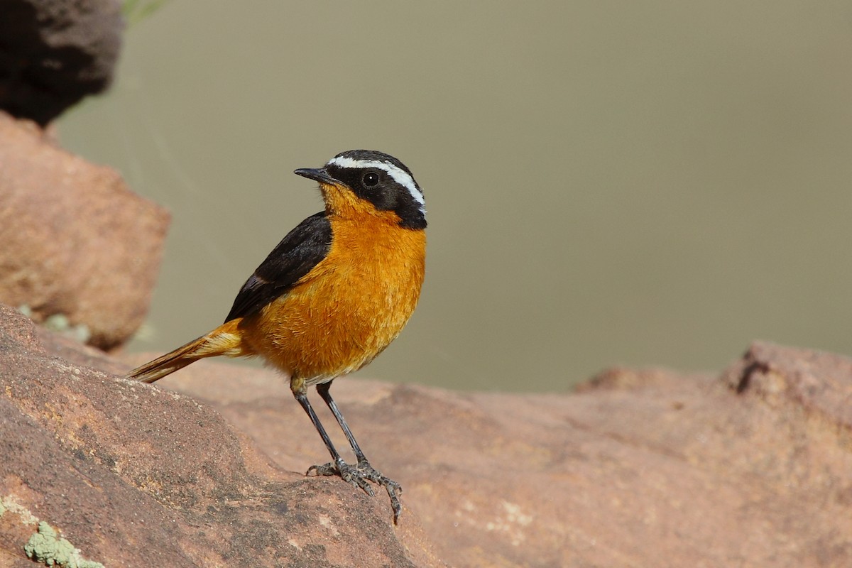 Moussier's Redstart - António Gonçalves
