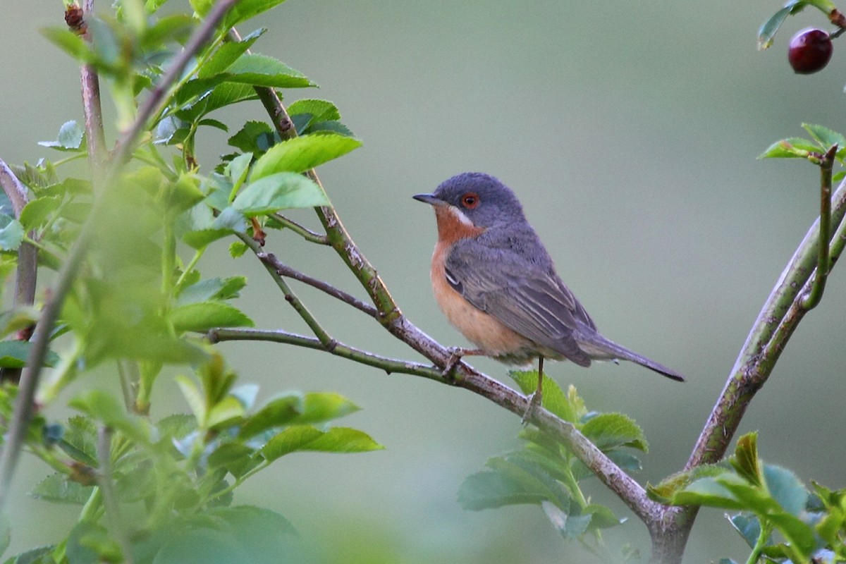 Txinbo papargorrizta iberiarra - ML75277511