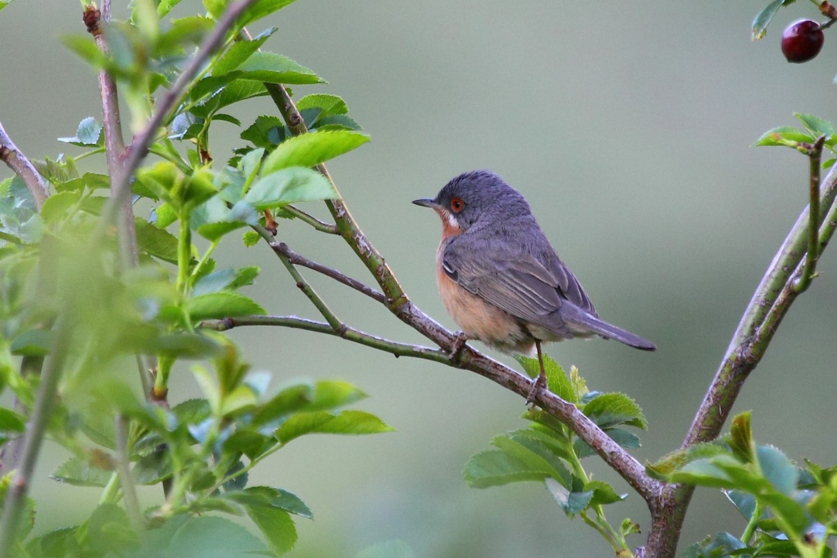 Western Subalpine Warbler - António Gonçalves