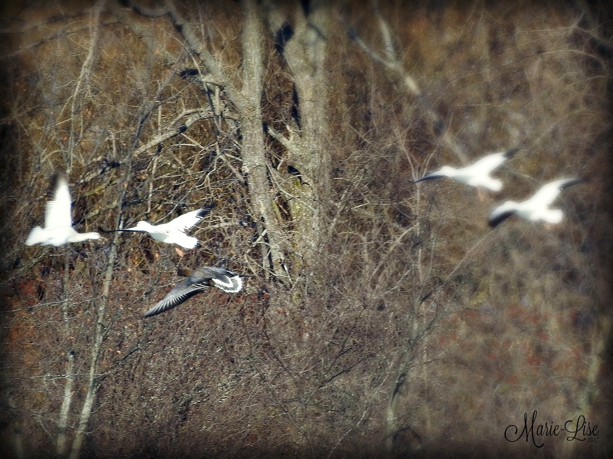 Pink-footed Goose - Marie-Lise Beaudin