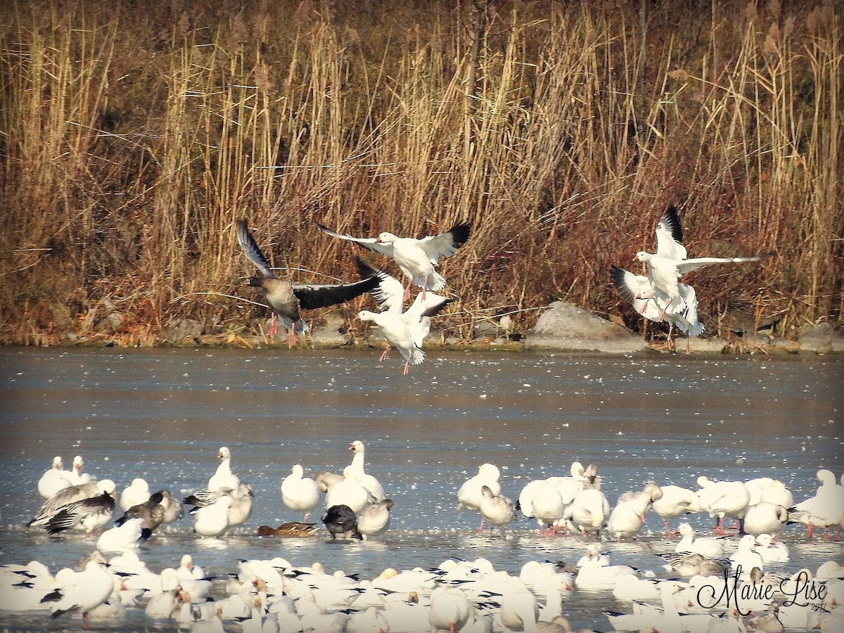 Pink-footed Goose - ML75277551