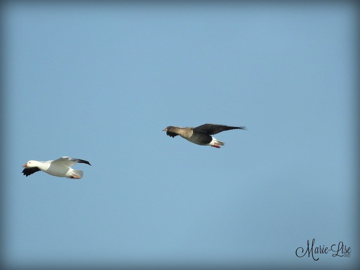 Pink-footed Goose - ML75277561