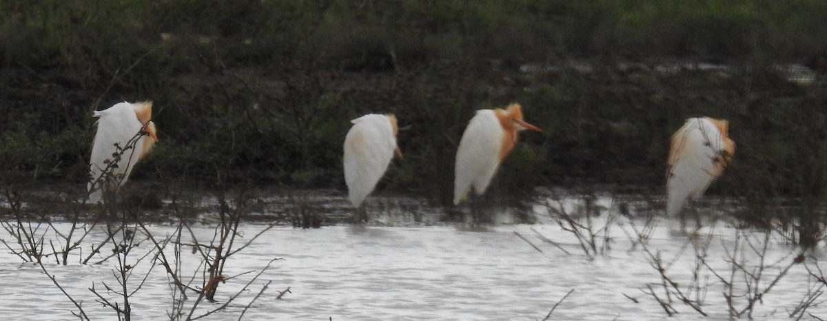 Eastern Cattle Egret - ML75278951