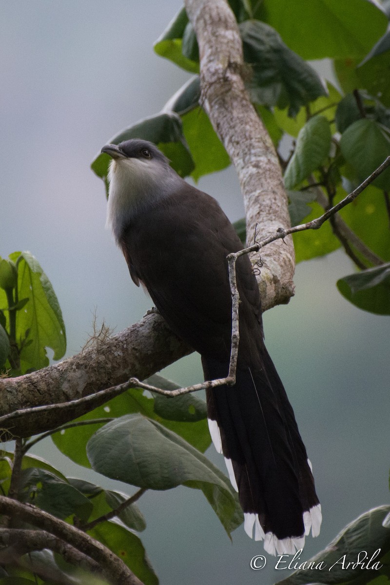 Chestnut-bellied Cuckoo - ML75281171