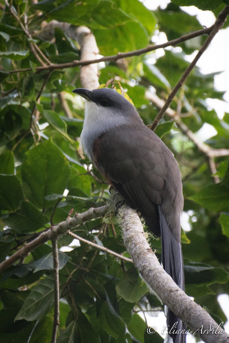 Chestnut-bellied Cuckoo - ML75281181