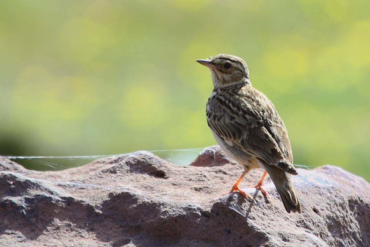 Wood Lark - ML75281741