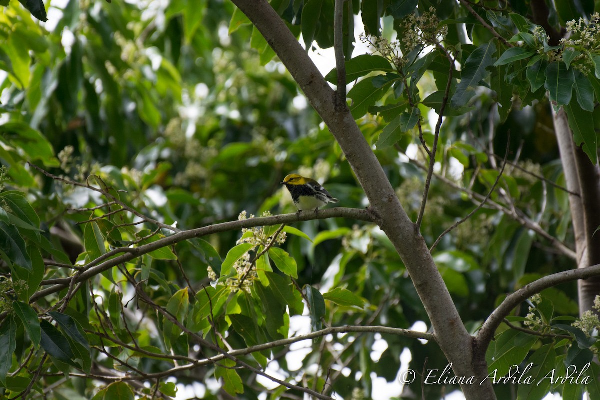 Black-throated Green Warbler - ML75283261