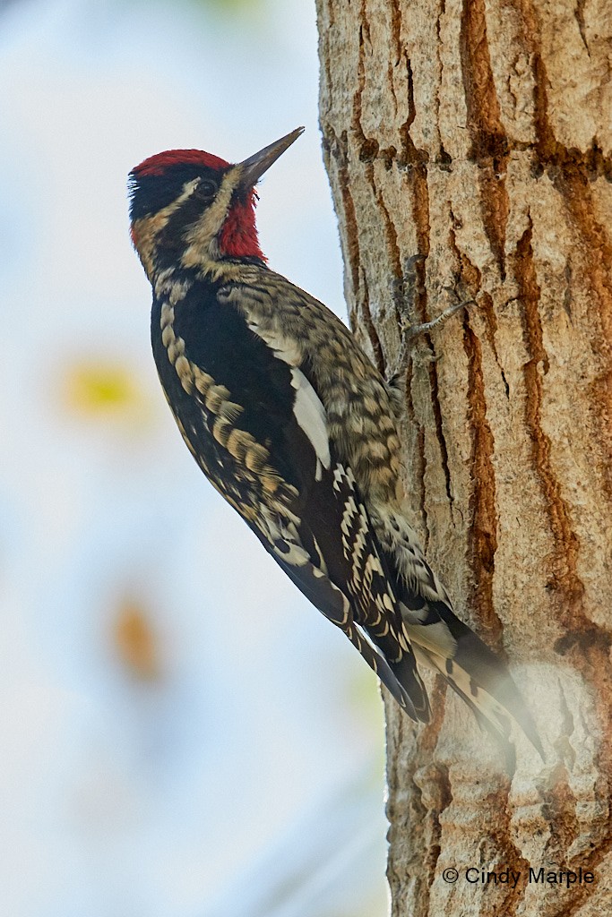 Red-naped Sapsucker - Cindy Marple