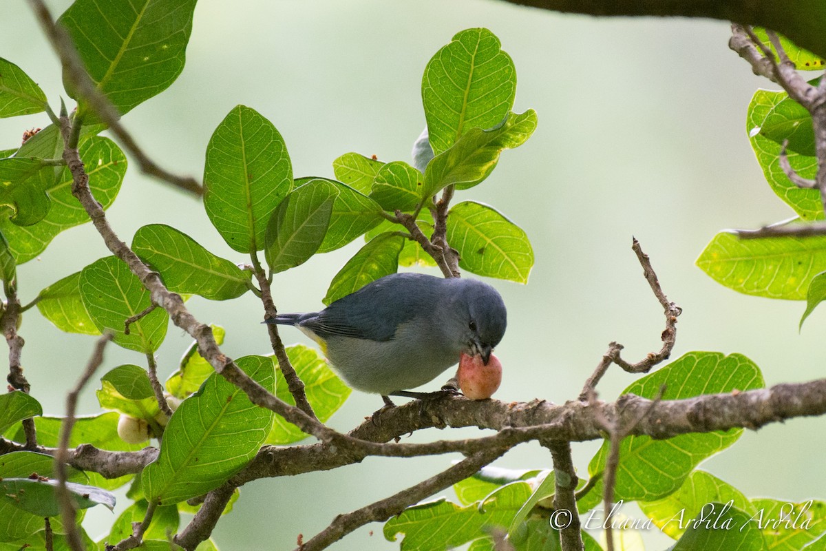 Jamaican Euphonia - Eliana Ardila Kramer (Birding By Bus)