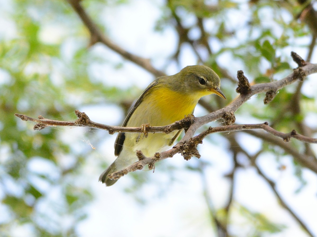 Northern Parula - Michael Tromp