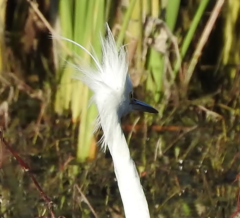 Snowy Egret - ML75288221