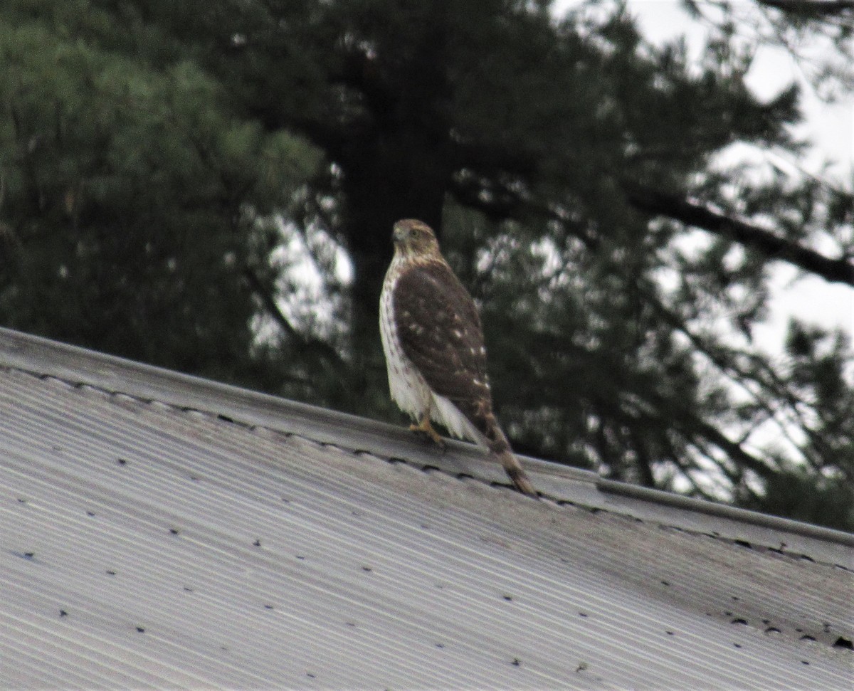 Cooper's Hawk - ML75289471