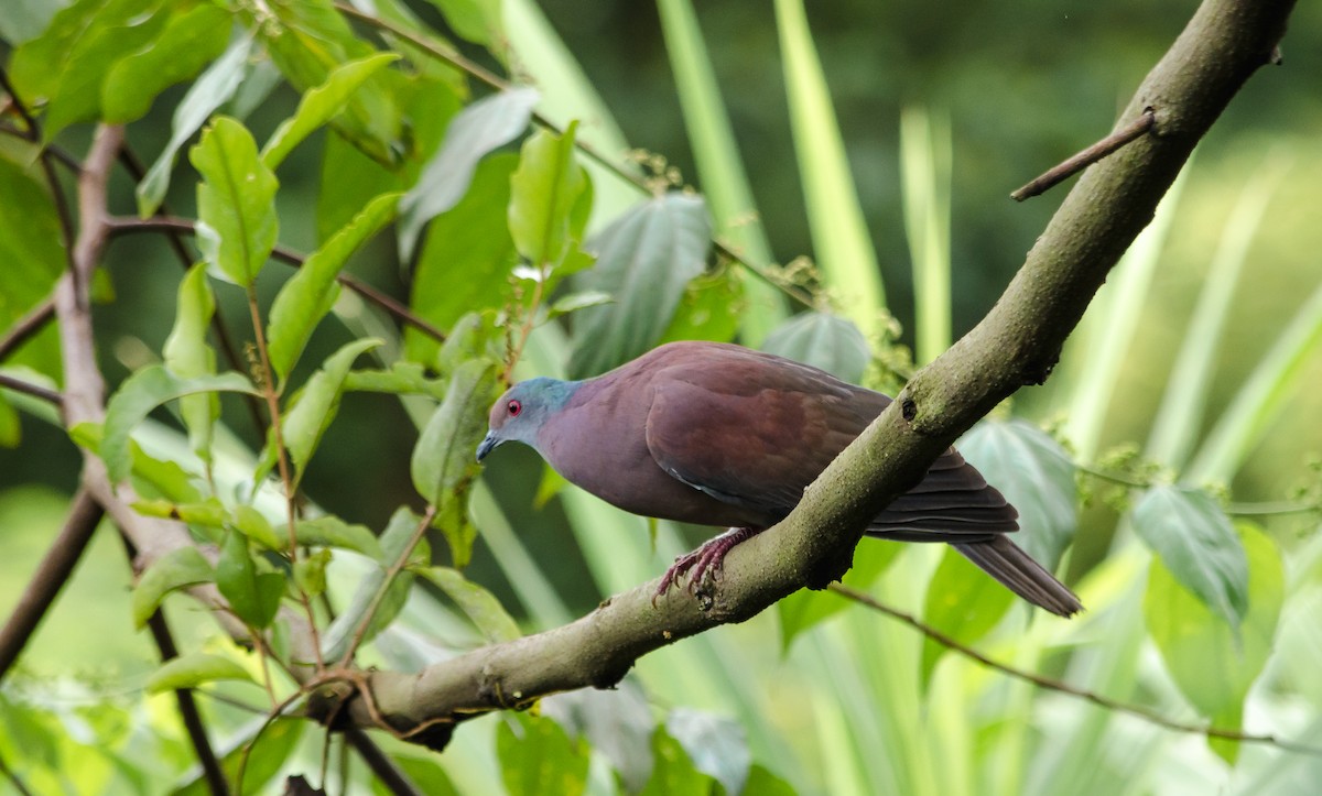 Pigeon rousset - ML75289671