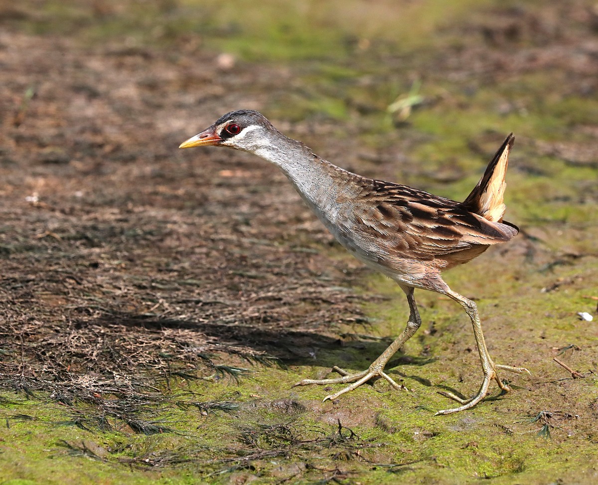 Weißbrauen-Sumpfhuhn - ML75290191