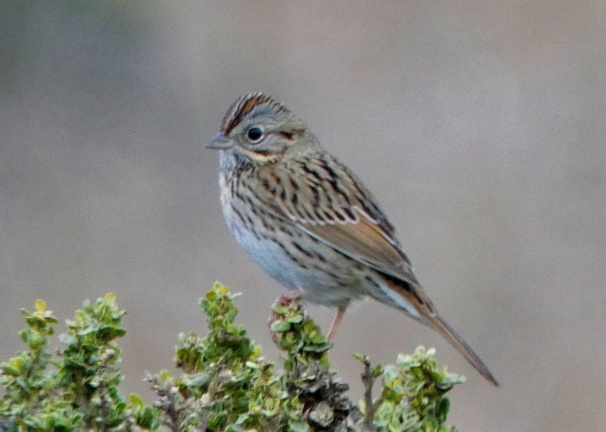 Lincoln's Sparrow - ML75292151