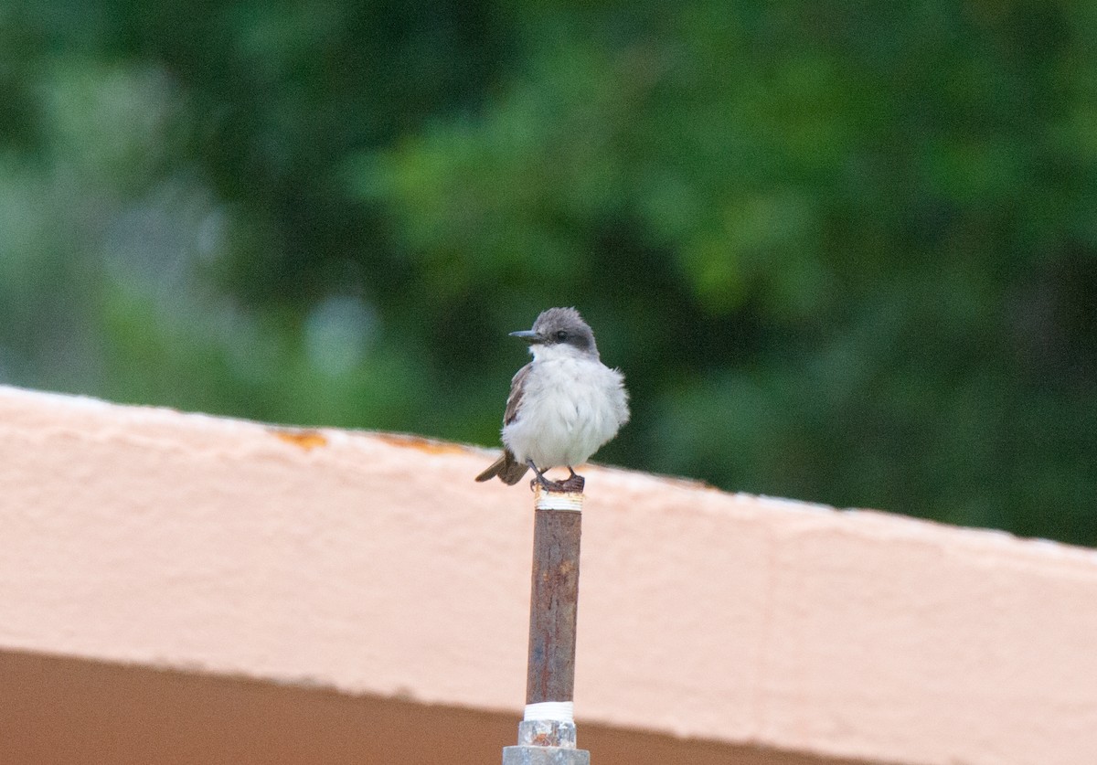 Gray Kingbird - ML75292301