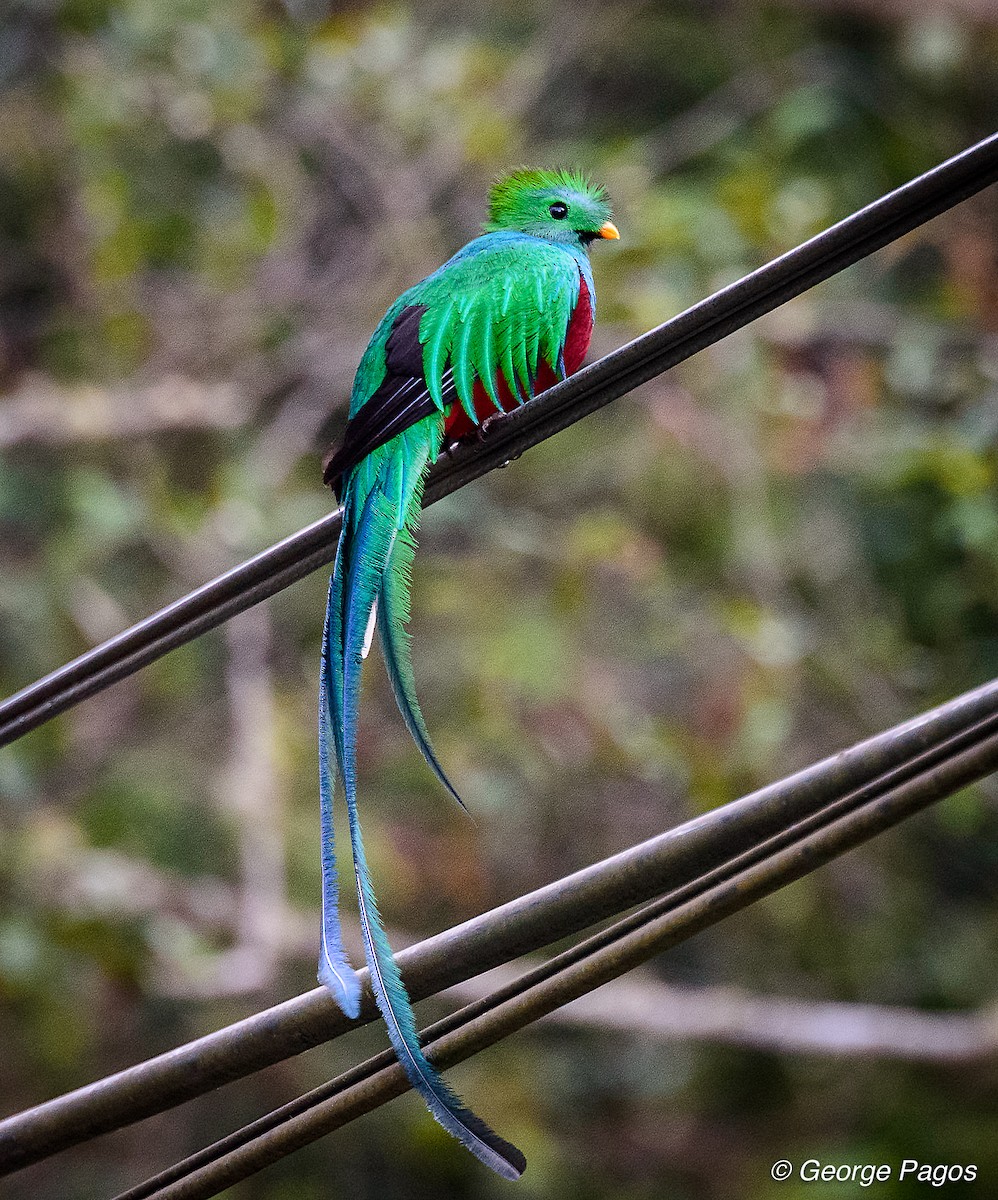 Quetzal resplendissant - ML75293671