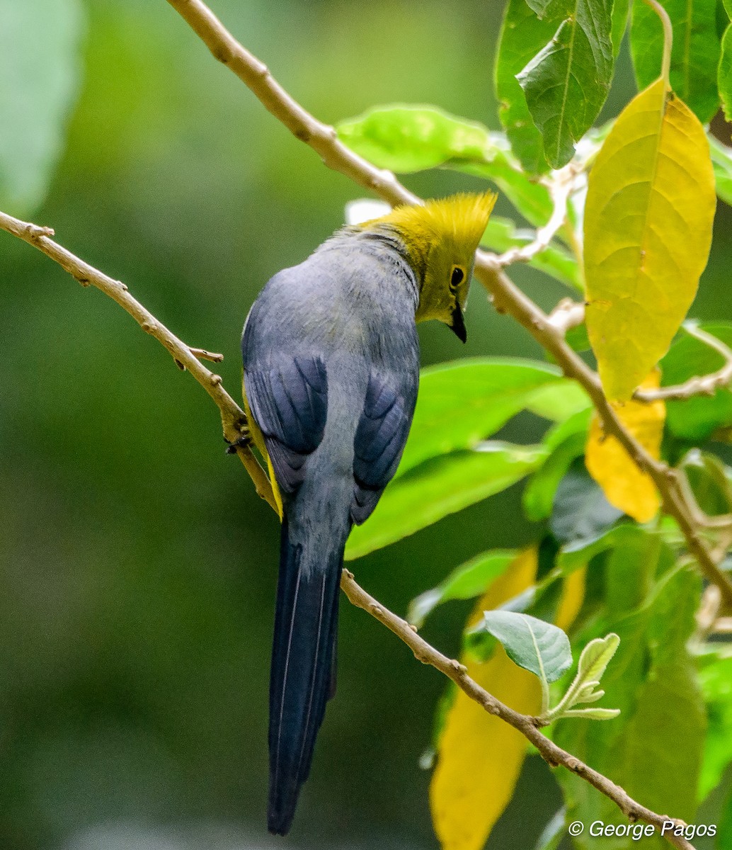 Long-tailed Silky-flycatcher - George Pagos