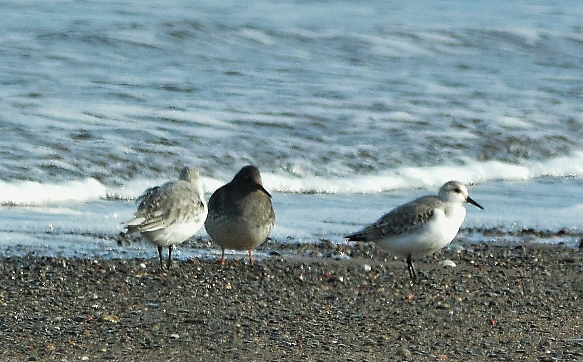 Purple Sandpiper - ML75296451