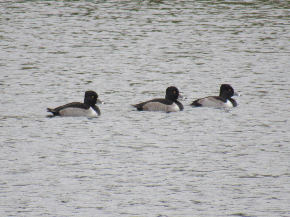 Ringschnabelente - ML75296471