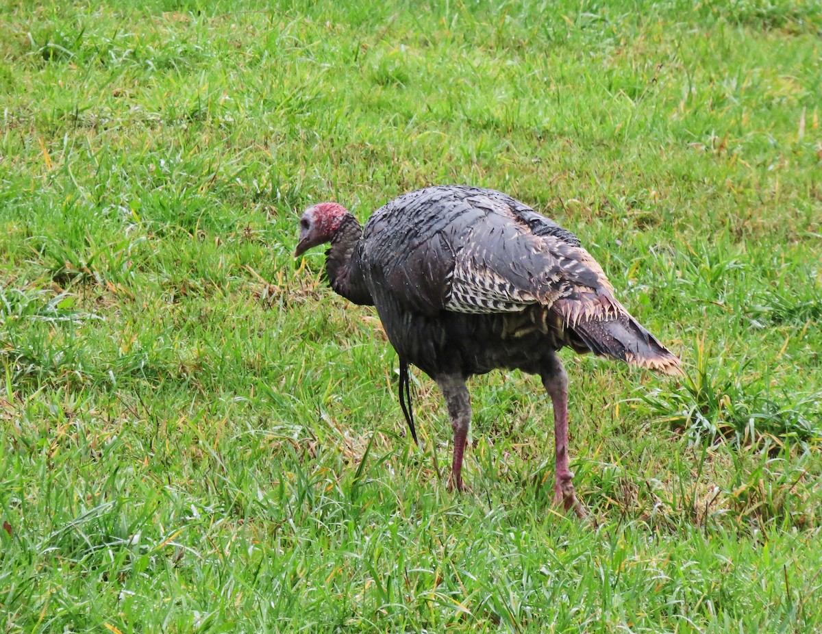 Wild Turkey - ML75296661