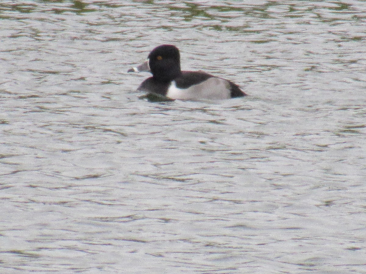 Ringschnabelente - ML75296701